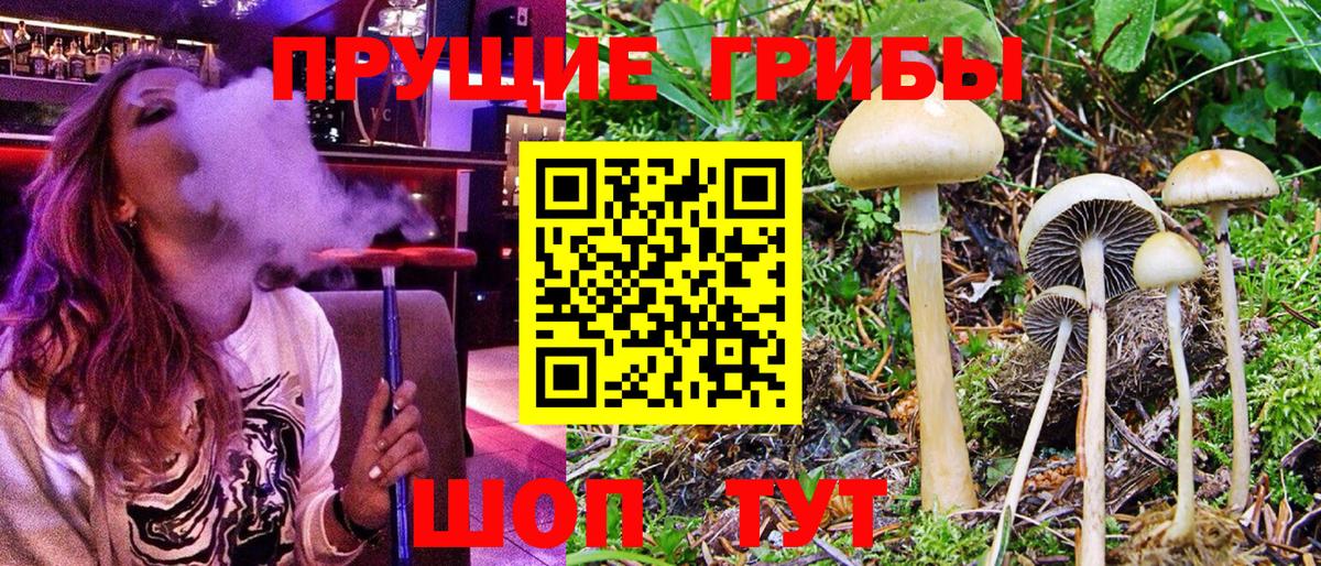 Галлюциногенные грибы Psilocybe Северск